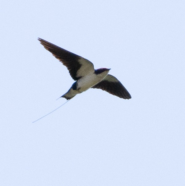 Wire-tailed Swallow - ML654969877