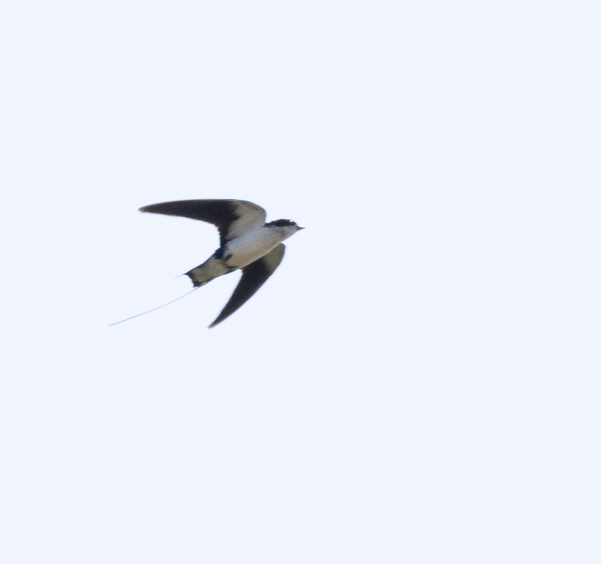 Wire-tailed Swallow - ML654969947