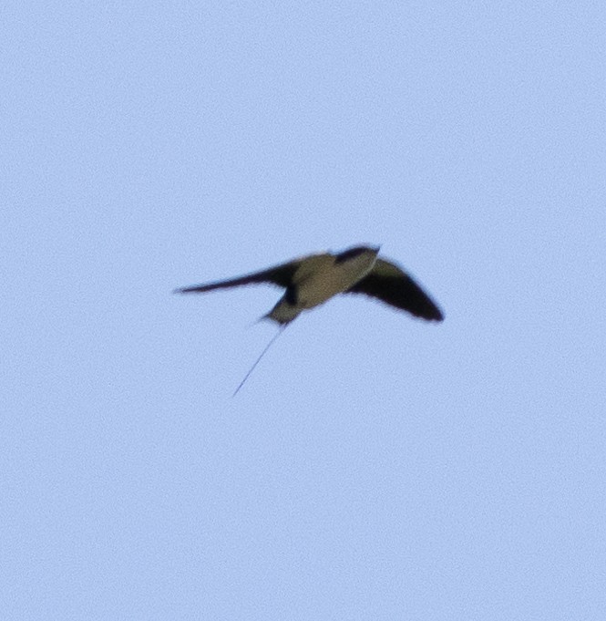 Wire-tailed Swallow - ML654969953