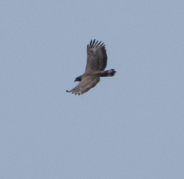 Crested Serpent-Eagle - ML654969965
