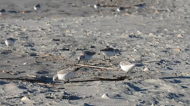 Sanderling - ML654969973