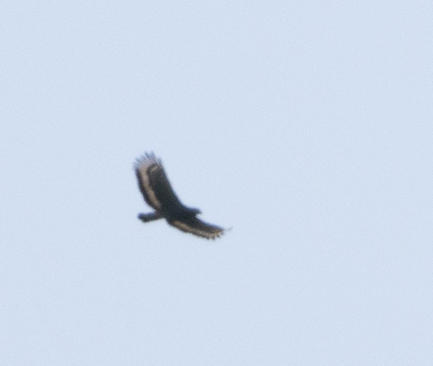 Crested Serpent-Eagle - ML654970019