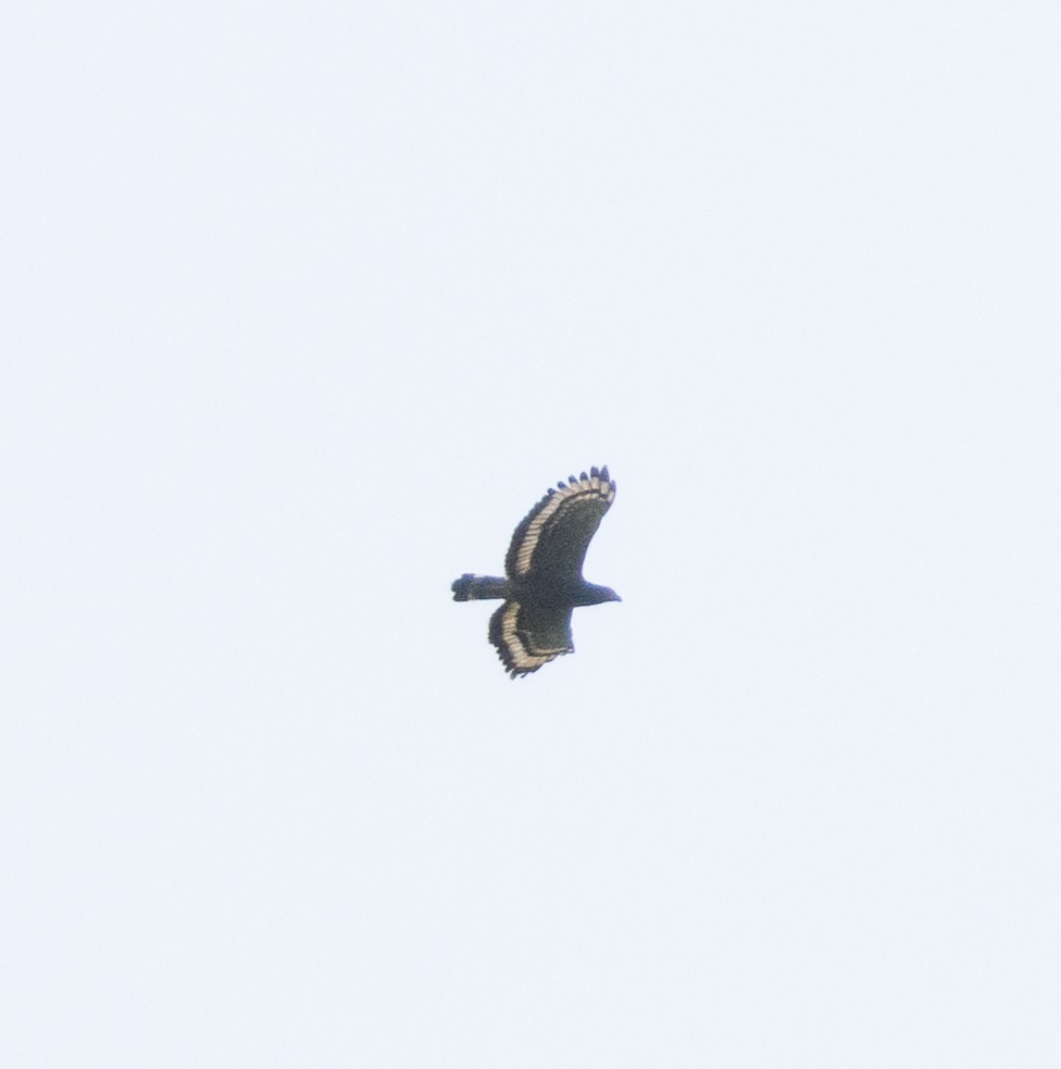 Crested Serpent-Eagle - ML654970027