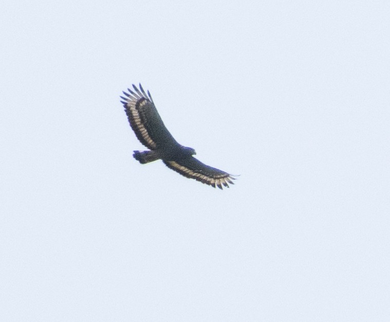 Crested Serpent-Eagle - ML654970040