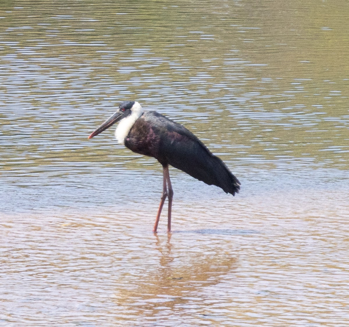 Asian Woolly-necked Stork - ML654970095