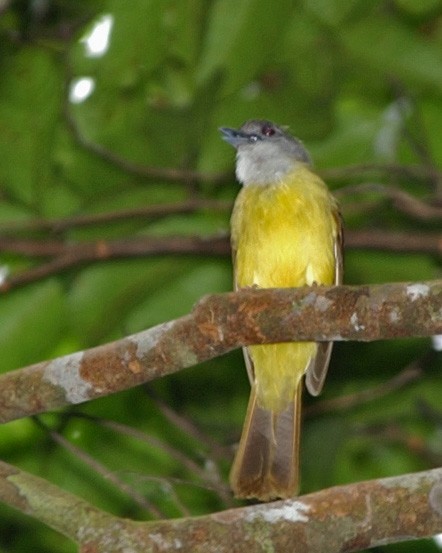 Yellow-bellied Bulbul - ML654970589