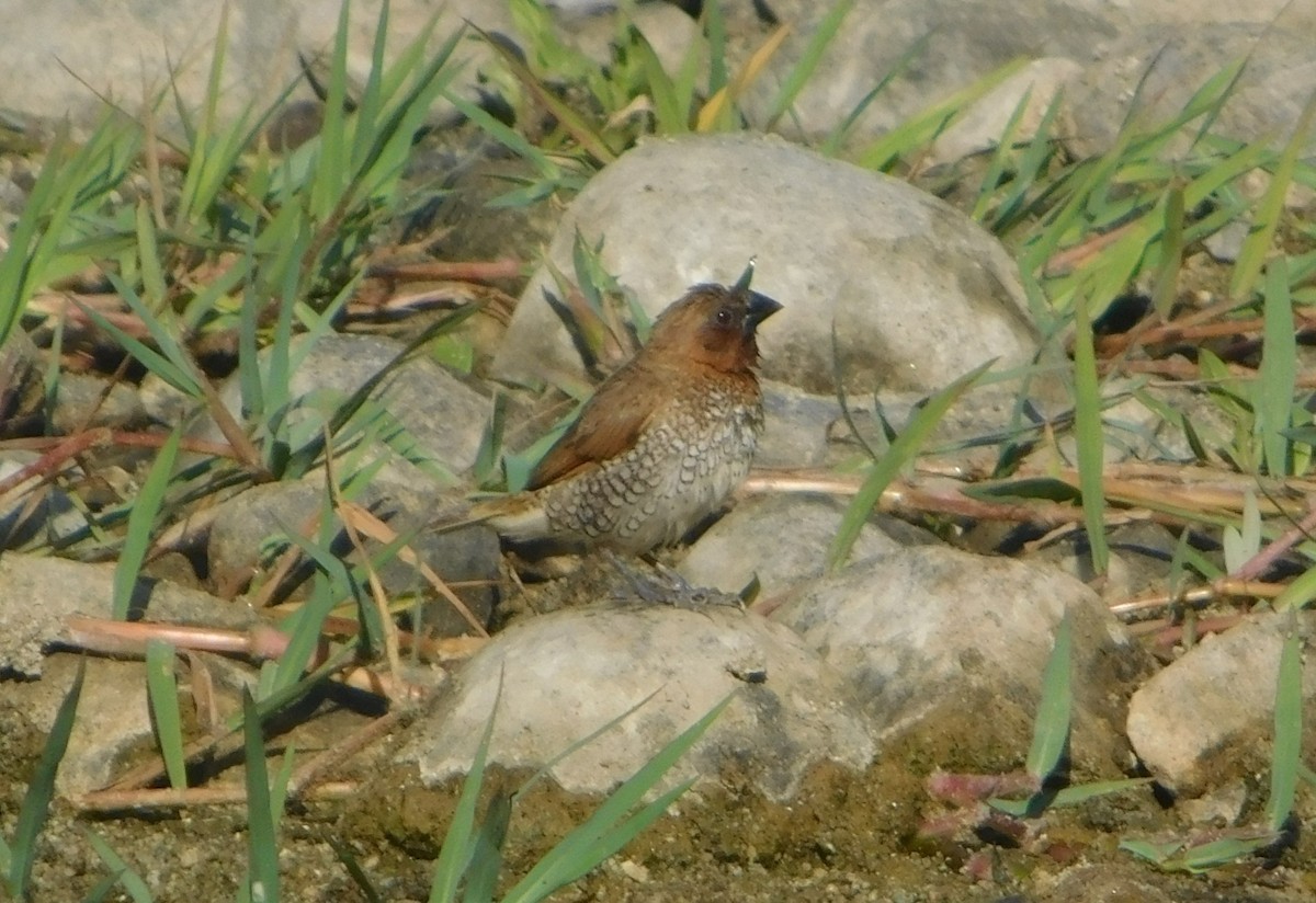 eBird Checklist - 25 Jun 2023 - Daley Ranch - 1 species