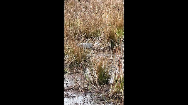 Garza Azulada - ML654971354