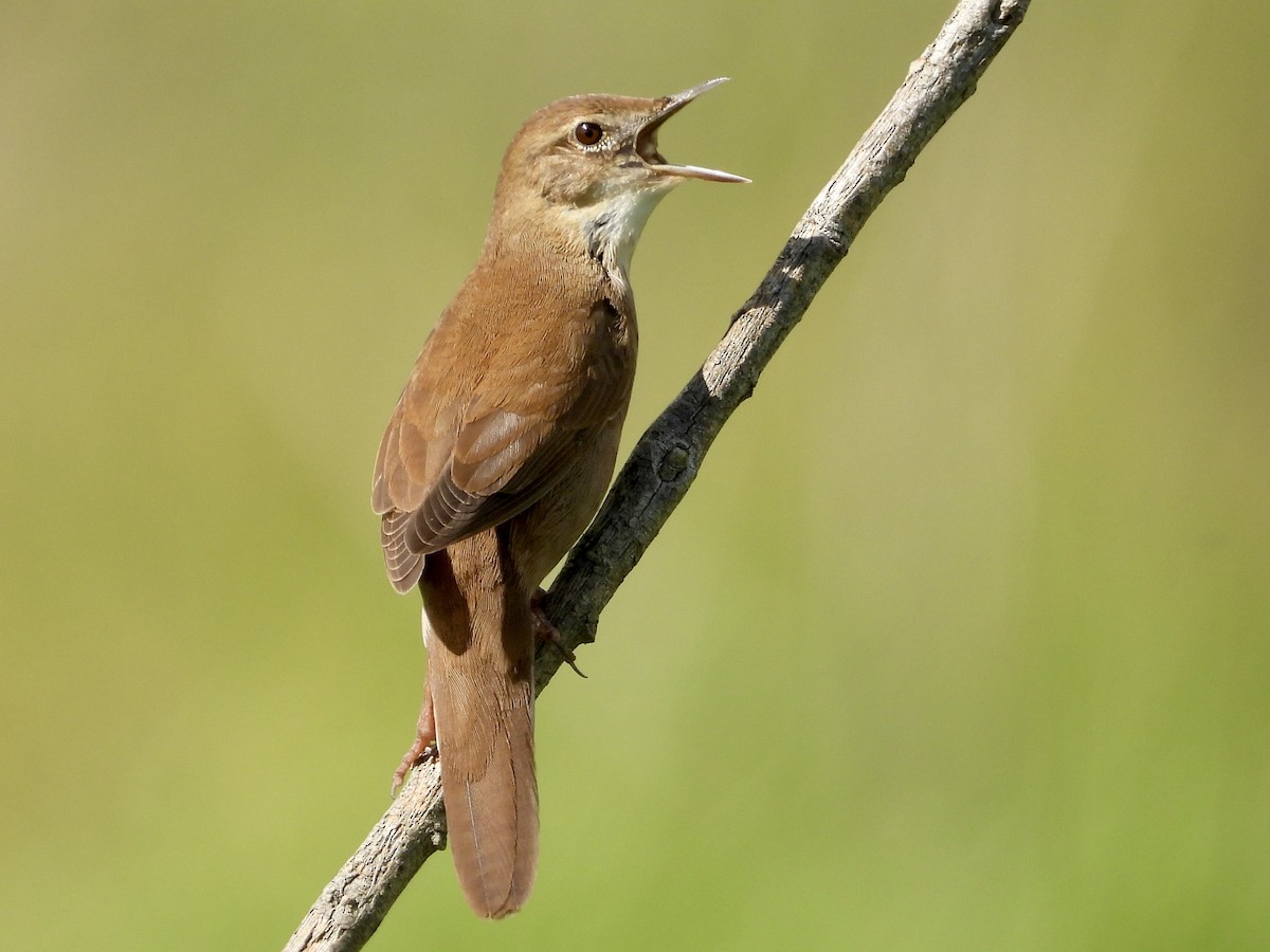 Savi's Warbler - ML654971951