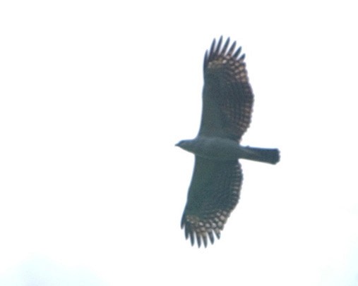 東方蜂鷹 - ML654972053