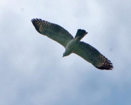 東方蜂鷹 - ML654972054