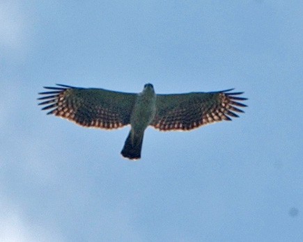 東方蜂鷹 - ML654972159