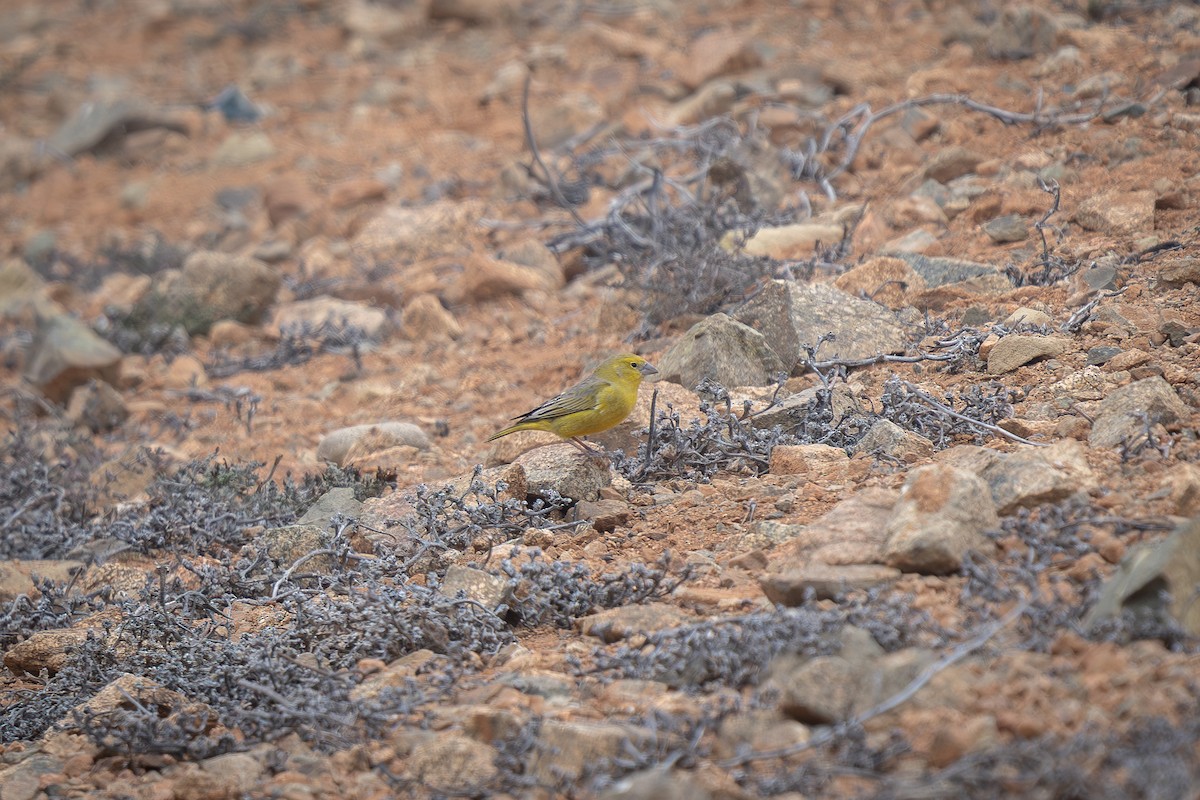 Greenish Yellow-Finch - ML654972323