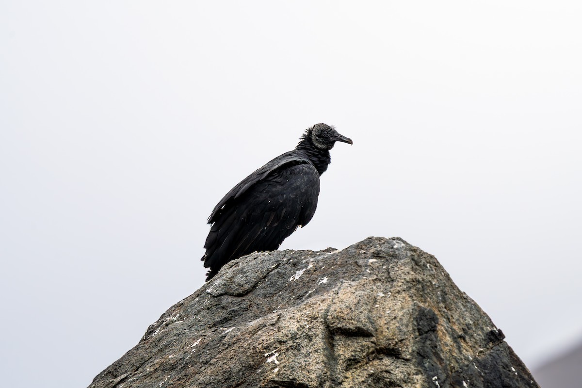 Black Vulture - ML654972424