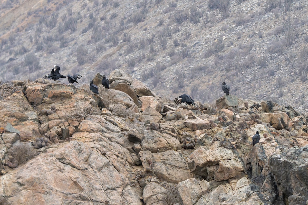 Black Vulture - ML654972425