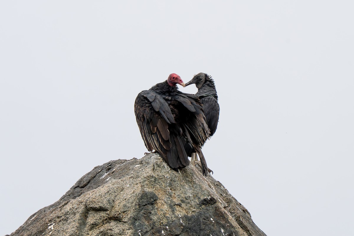 Turkey Vulture - ML654972434