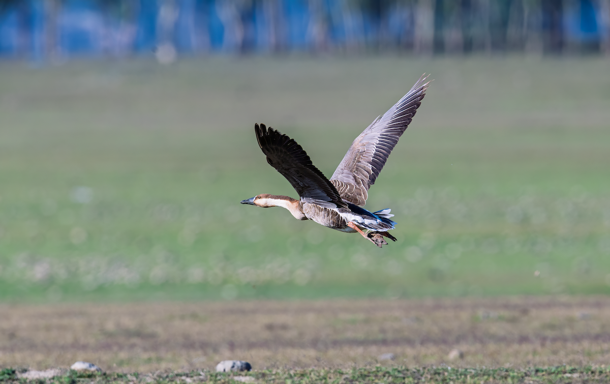 Ánsar Cisnal - ML654972743