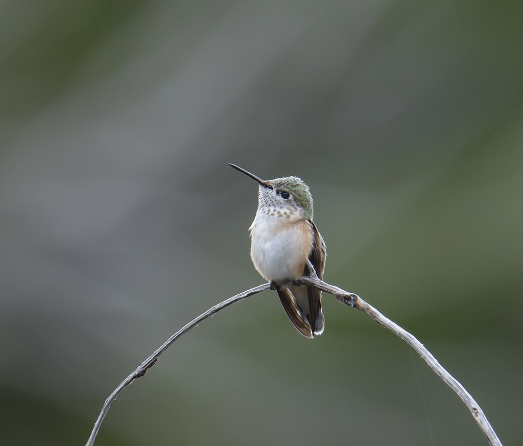 Calliope Hummingbird - ML65497281