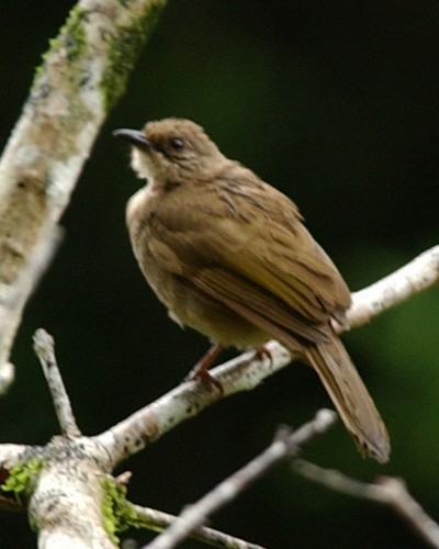 Olive-winged Bulbul - ML654972844