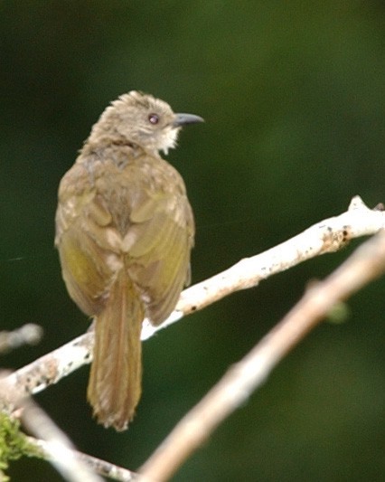 Olive-winged Bulbul - ML654972845