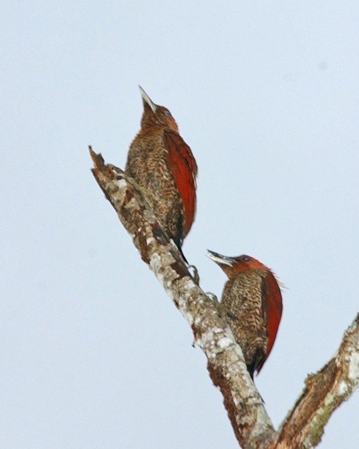 Banded Woodpecker - ML654973068