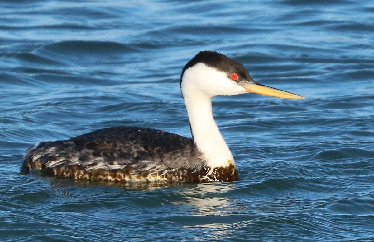 Western Grebe - Oscar Wilhelmy