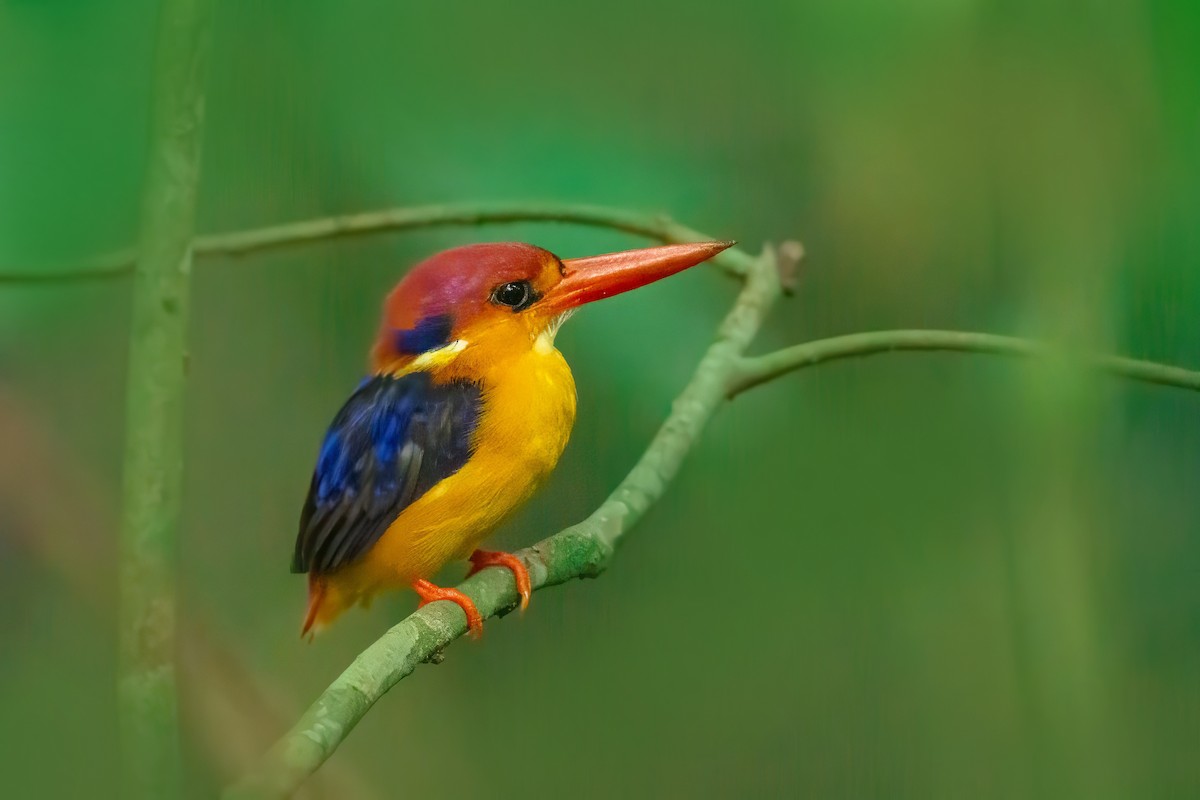 Dschungelzwergfischer - ML654973208