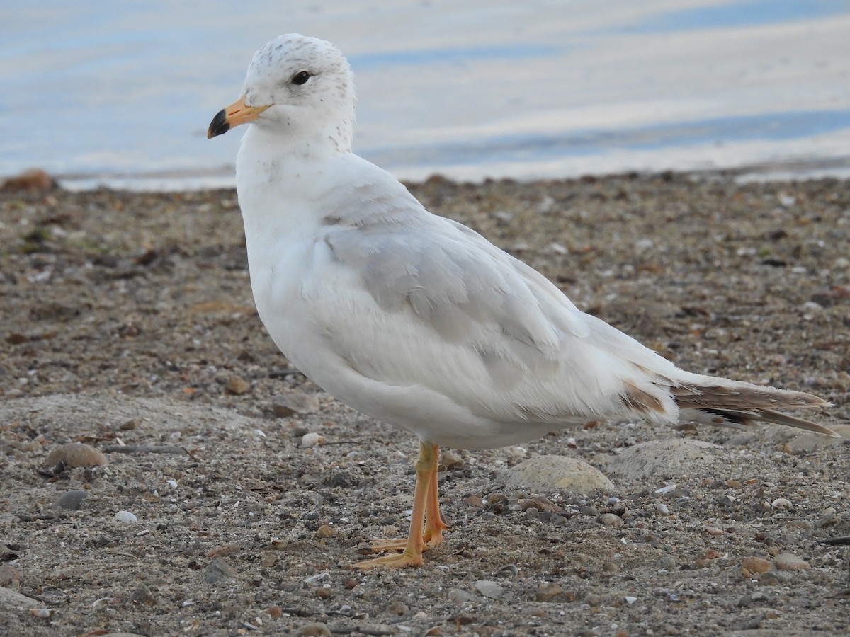 racek sp. - ML654973574