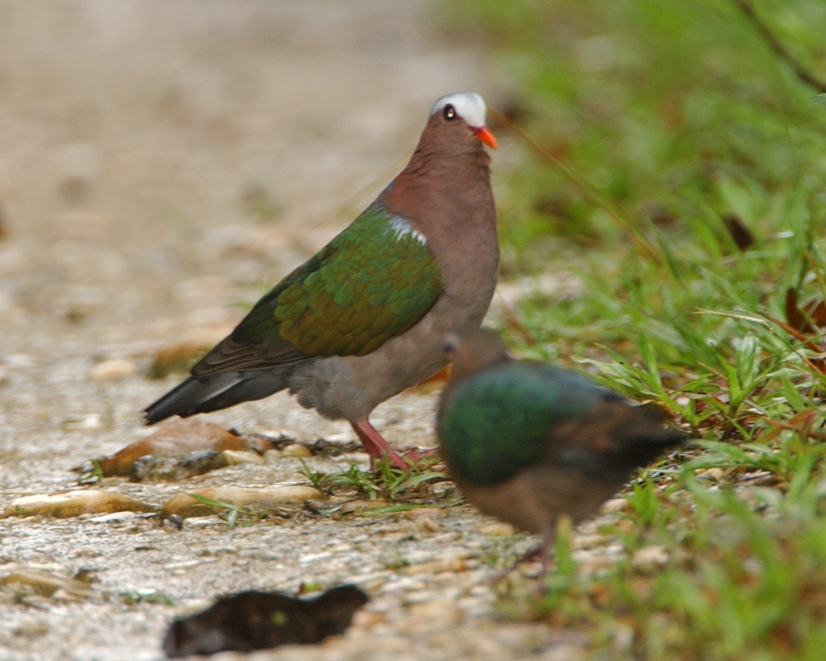 翠翼鳩 - ML654973595