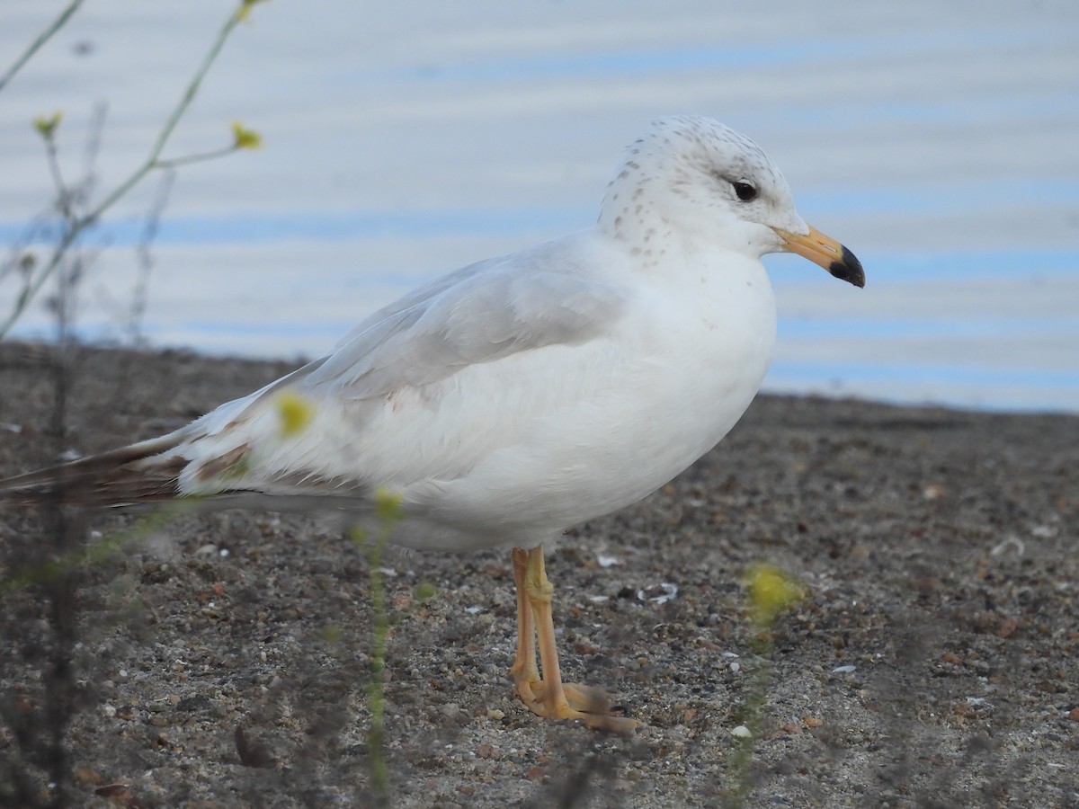 racek sp. - ML654973790