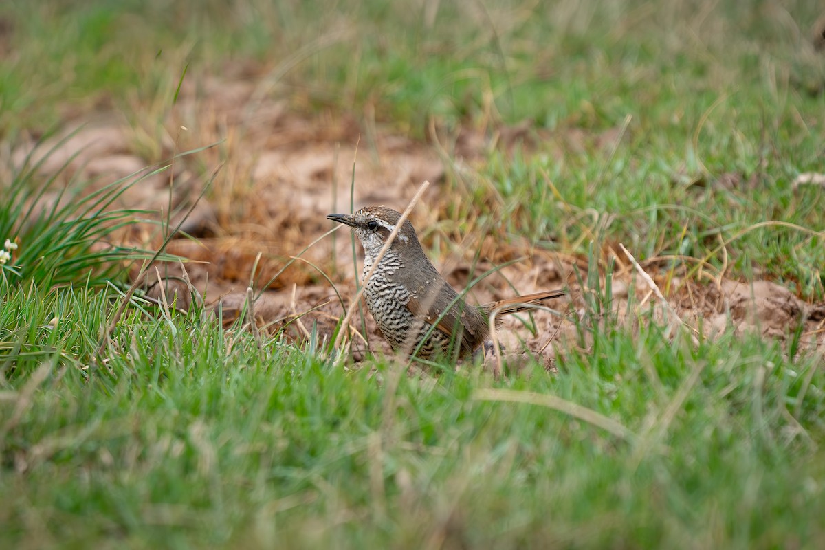 White-throated Tapaculo - ML654974045