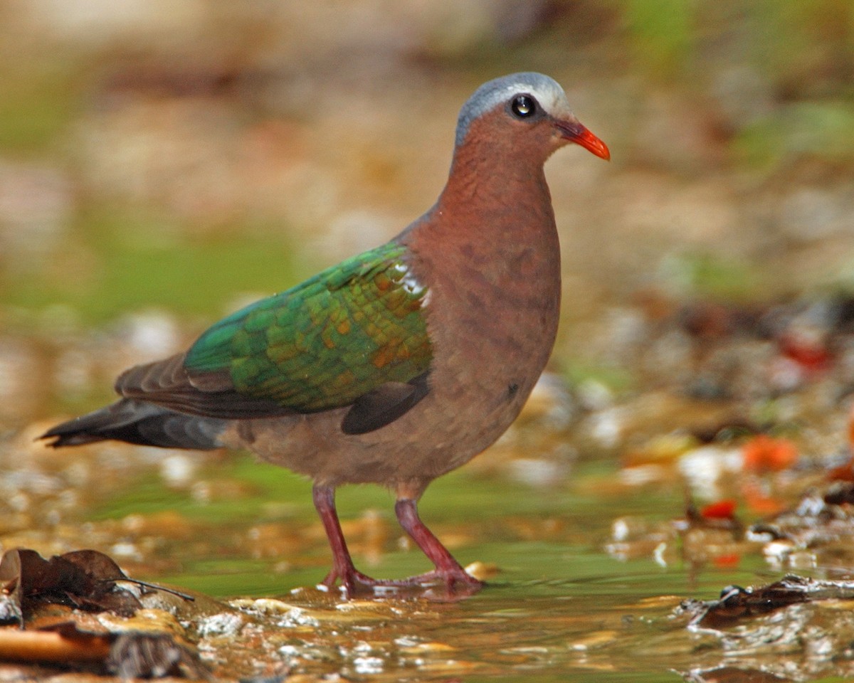 翠翼鳩 - ML654974095