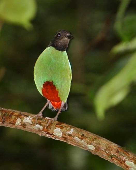 綠胸八色鳥 - ML654974928