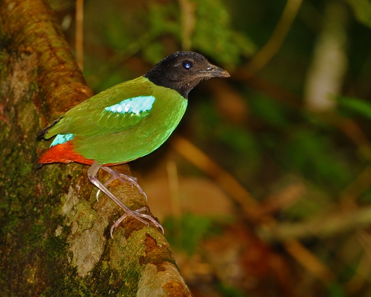 綠胸八色鳥 - ML654974930