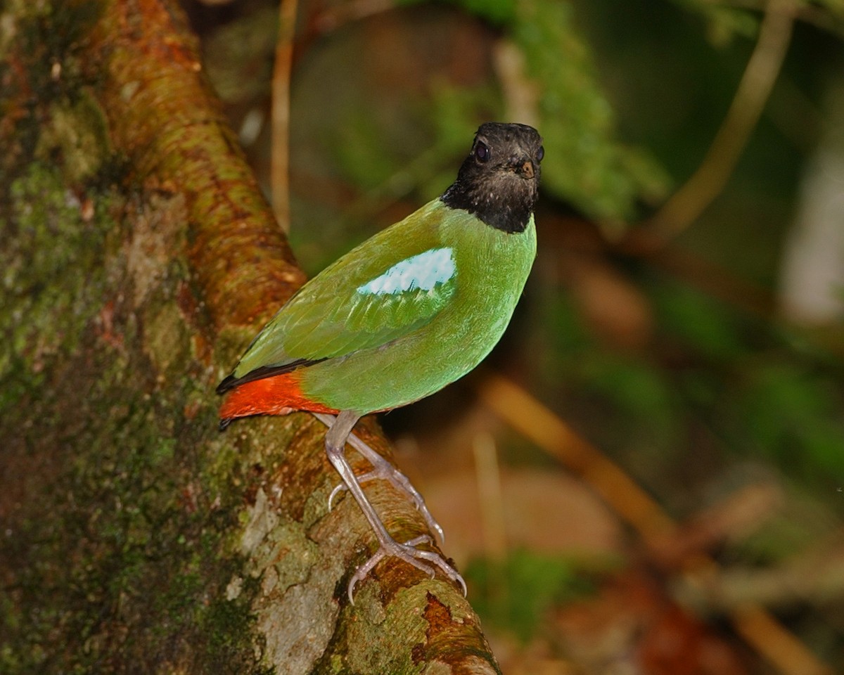 綠胸八色鳥 - ML654974931