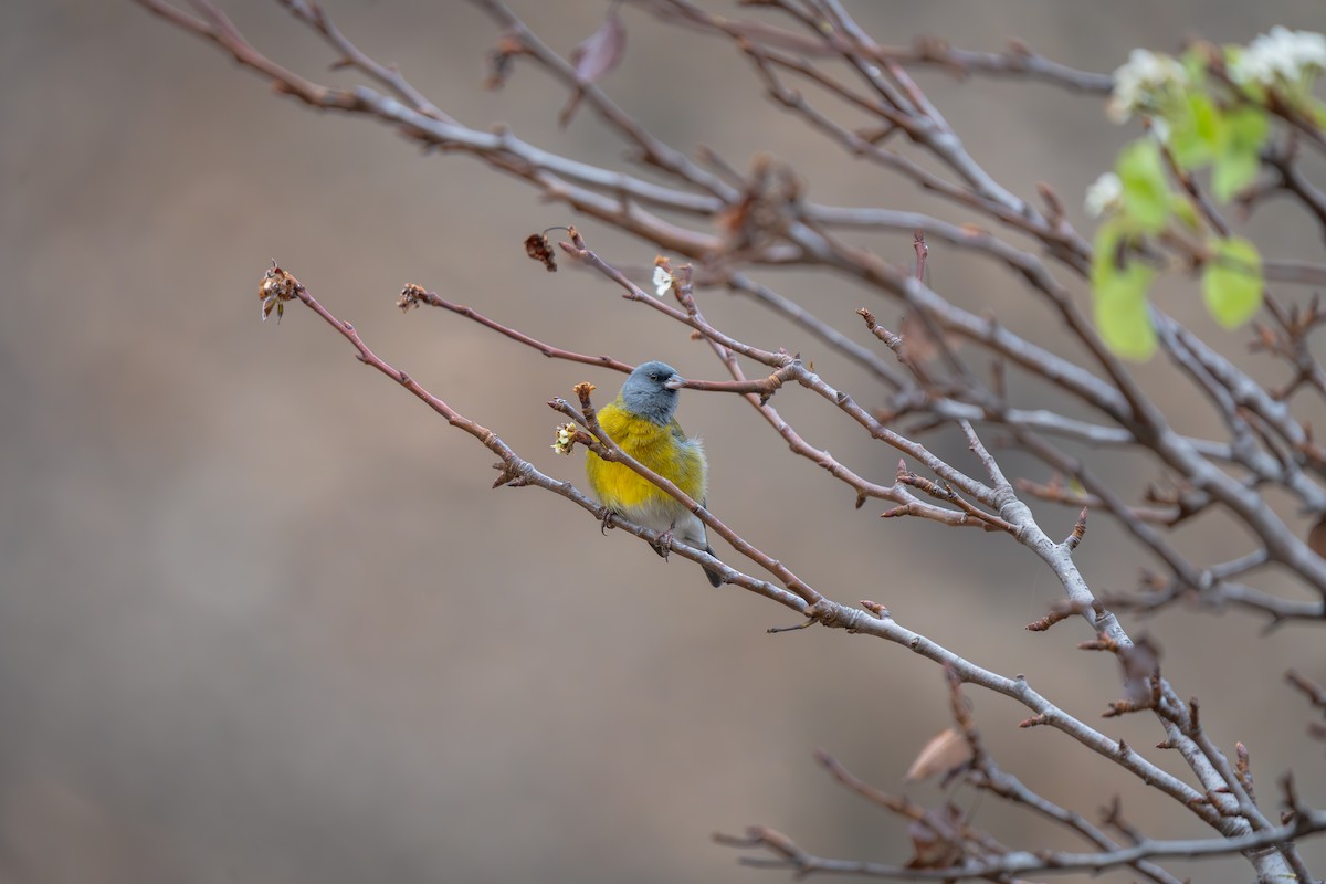 Gray-hooded Sierra Finch - ML654975207