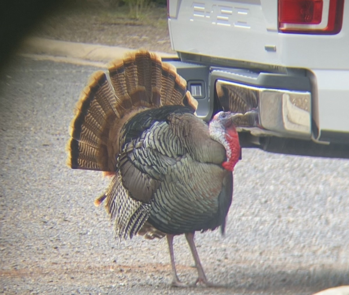 Wild Turkey - ML654975223