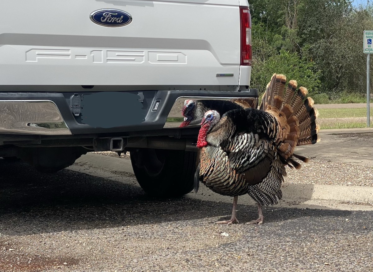 Wild Turkey - ML654975224