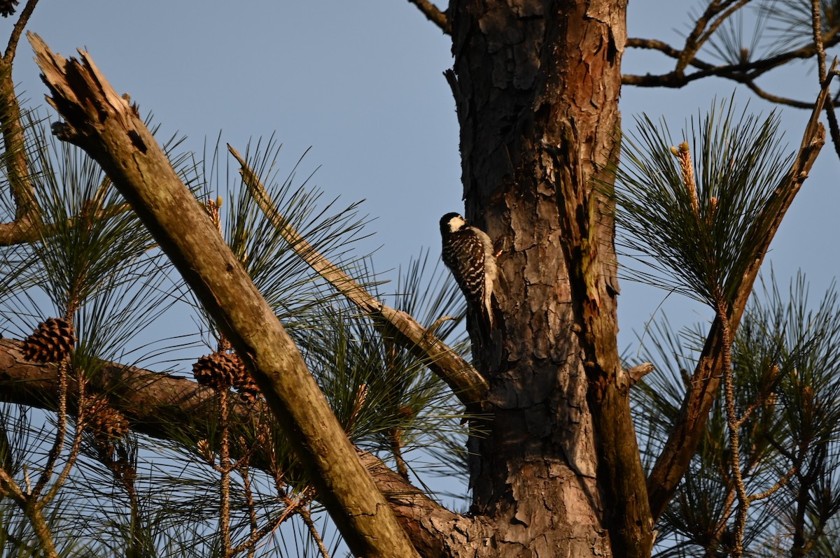 Red-cockaded Woodpecker - ML654975240