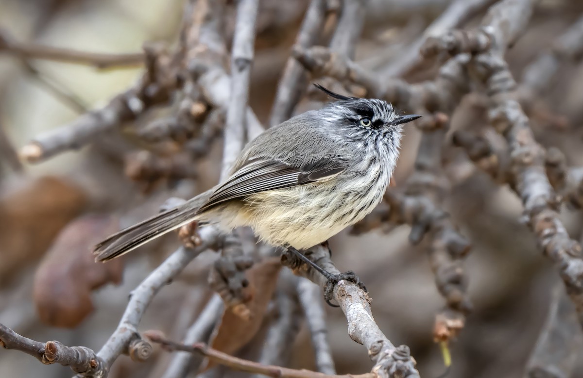 Tufted Tit-Tyrant - ML654975700