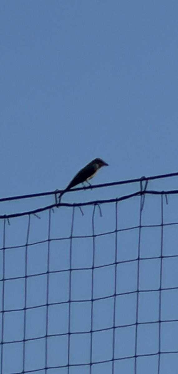 Western Kingbird - ML654976075