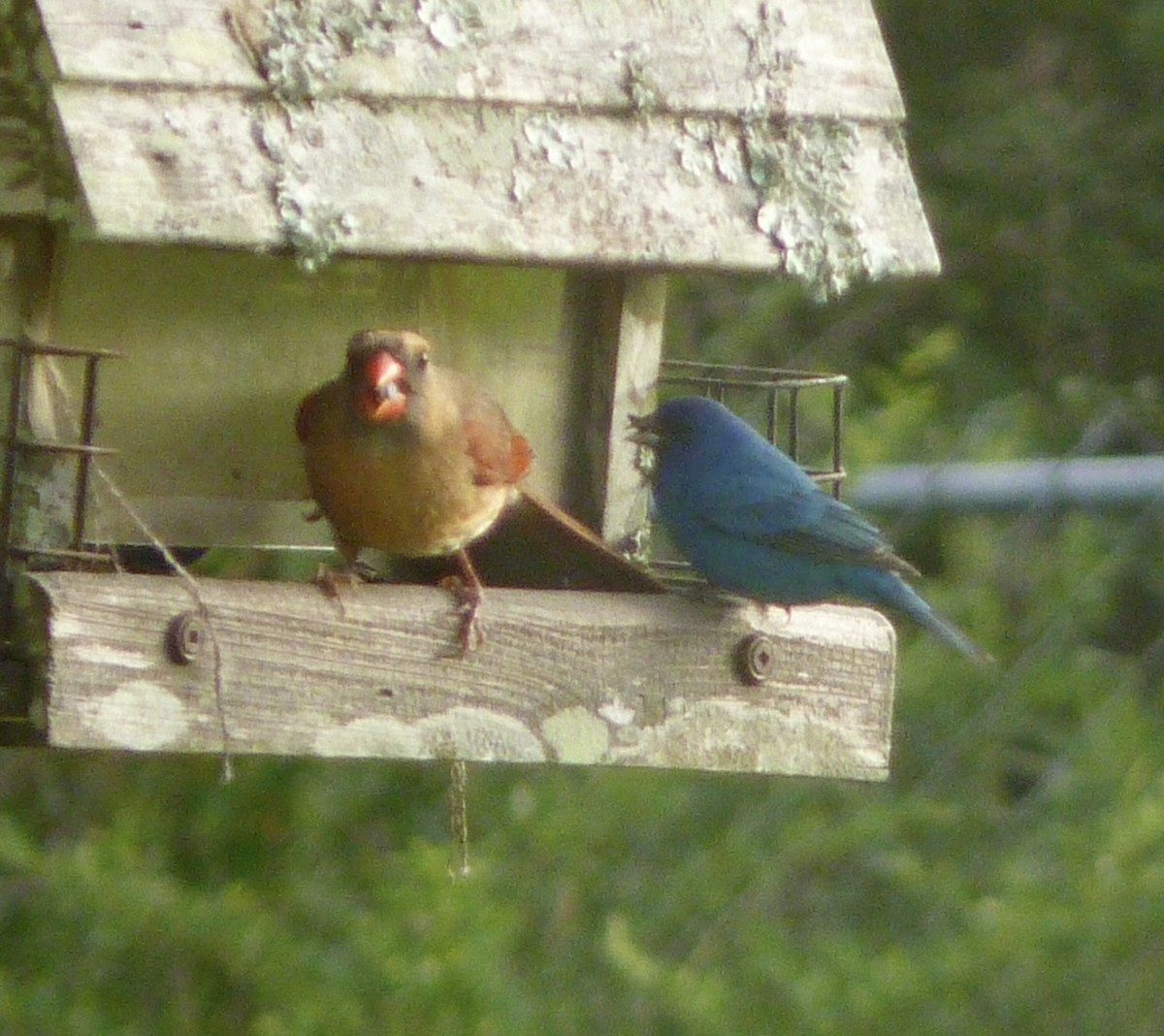 Indigo Bunting - ML654976728