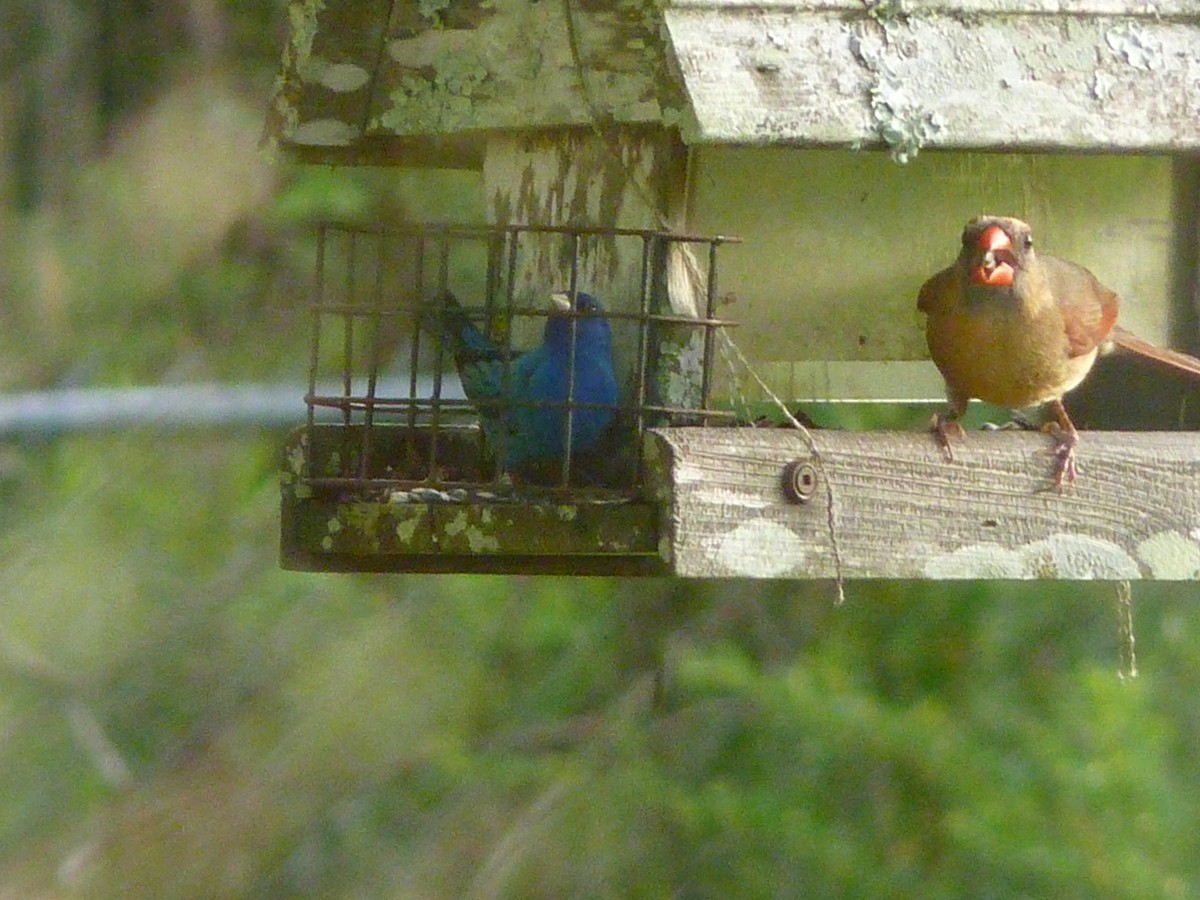 Indigo Bunting - ML654976729