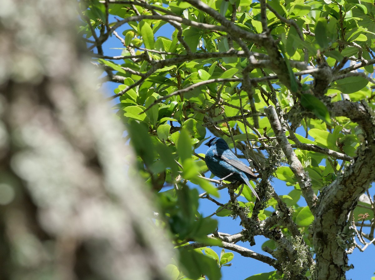Indigo Bunting - ML654978095