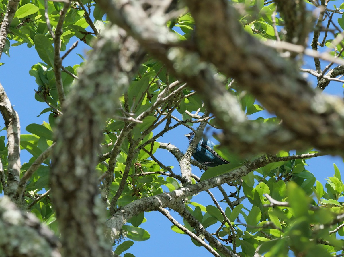 Indigo Bunting - ML654978096
