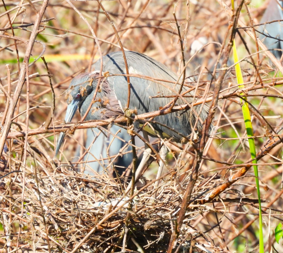 Tricolored Heron - ML654978311