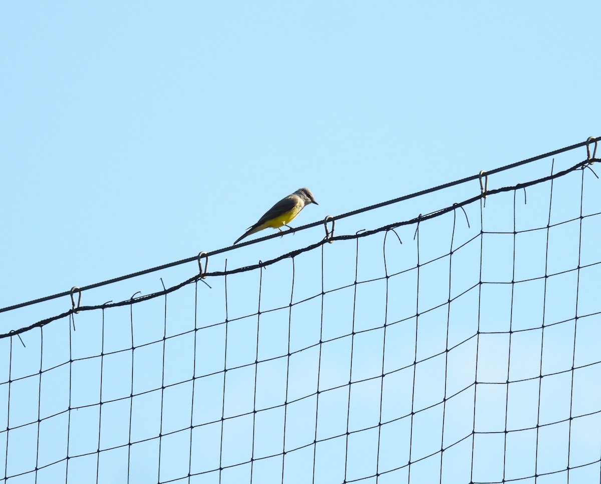 Western Kingbird - ML654978371