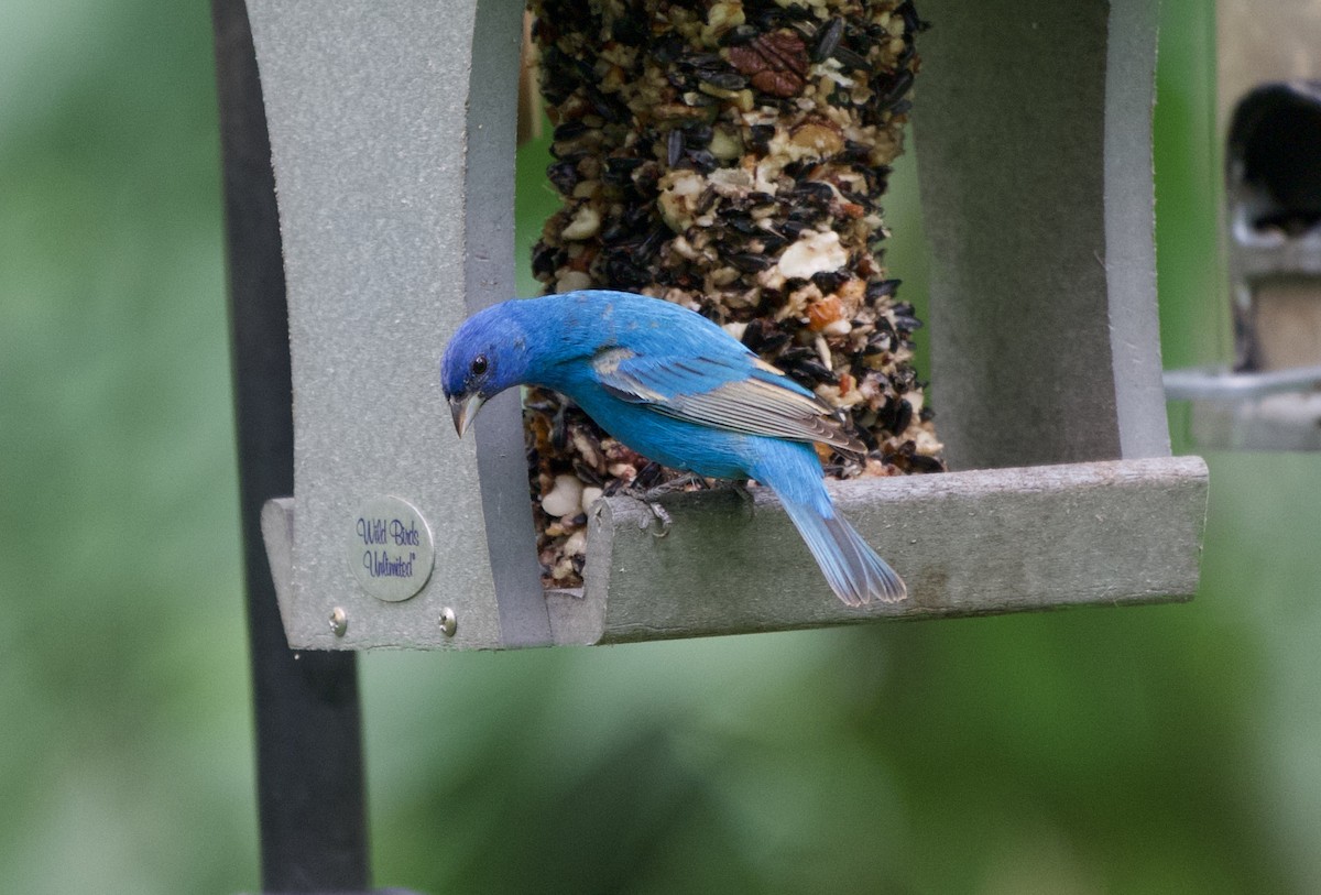 Indigo Bunting - ML654978388