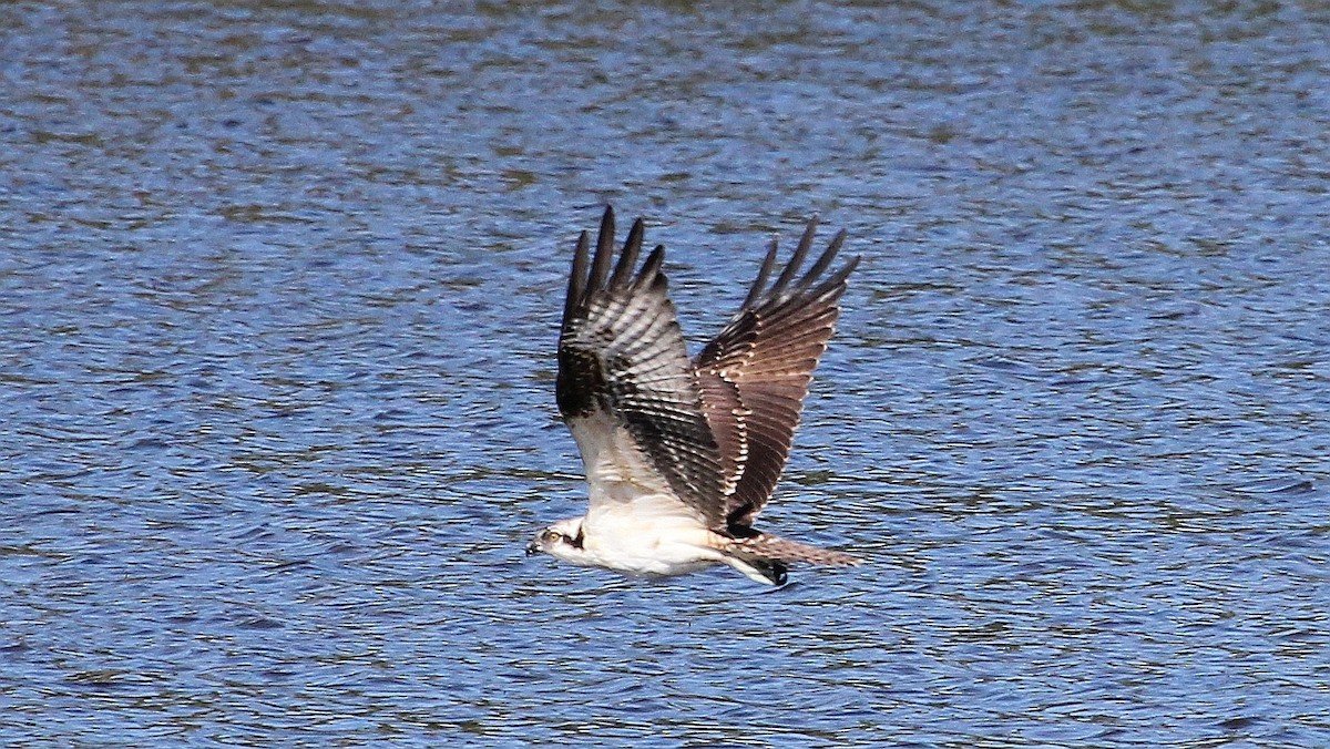 Osprey (carolinensis) - ML65497861