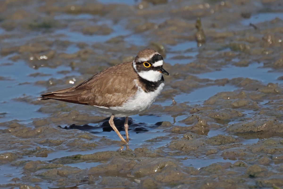 ML654979057 - Little Ringed Plover - Macaulay Library